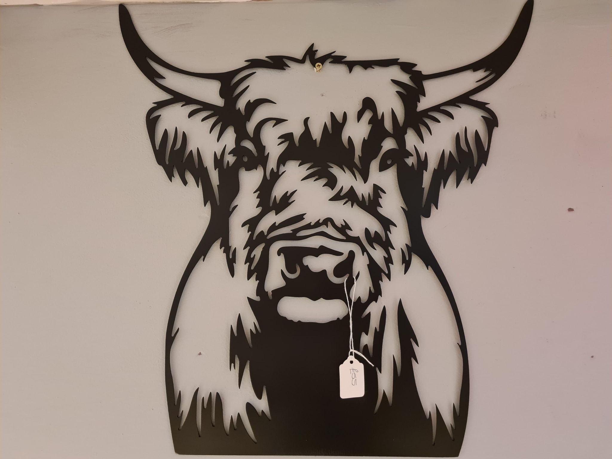 Highland Cow